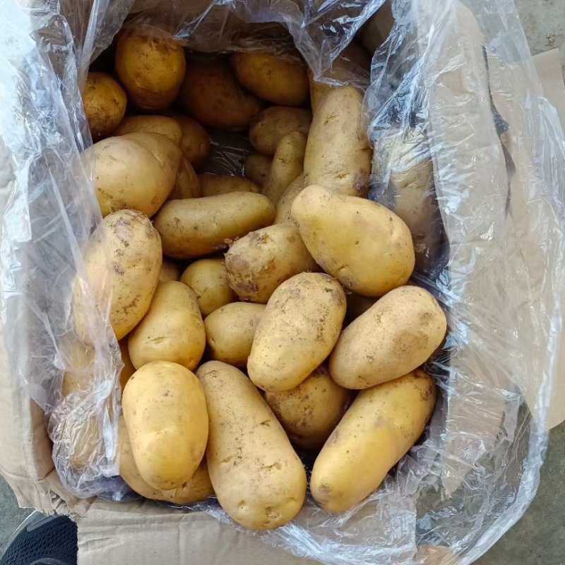 山东冷库黄心土豆V7土豆荷兰十五沃土豆大量出库全国发货