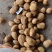 山东冷库黄心土豆V7土豆荷兰十五沃土豆大量出库全国发货