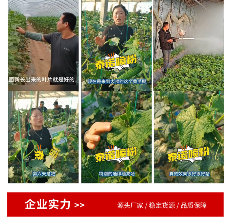 泰诺药业病虫害蓟马蚜虫喷粉套餐，安全高效省时省力