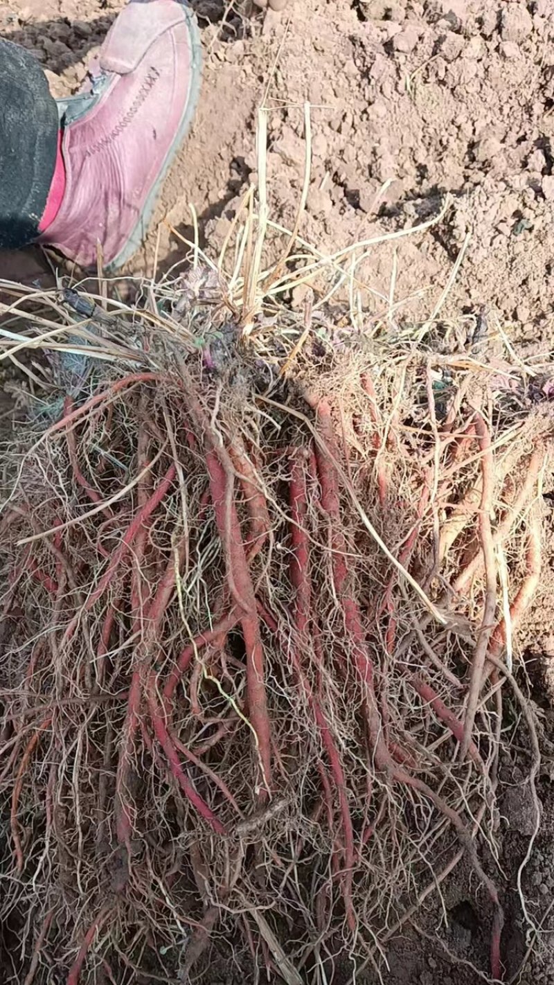 丹参苗提供免费技术指导保质保量成活率高