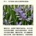 新采马兰花种子