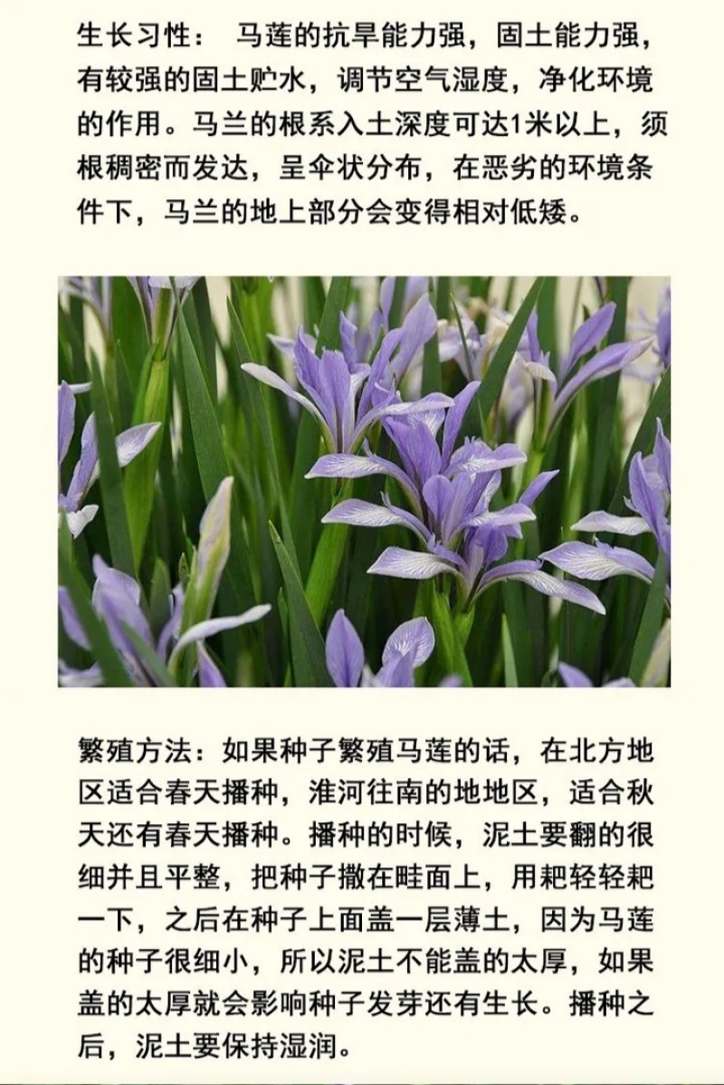 新采马兰花种子