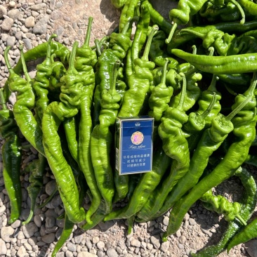 平凉辣椒量大货足品质高全国发货新鲜蔬菜批发