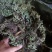 中药材猪鬃草1公斤铁线蕨猪毛七铁丝草铁线草中草