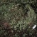 中药材猪鬃草1公斤铁线蕨猪毛七铁丝草铁线草中草