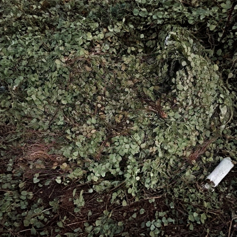 中药材猪鬃草1公斤铁线蕨猪毛七铁丝草铁线草中草
