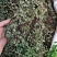 中药材猪鬃草1公斤铁线蕨猪毛七铁丝草铁线草中草