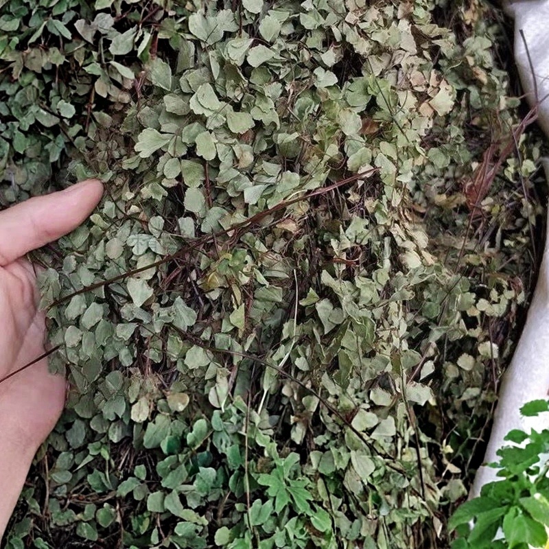 中药材猪鬃草1公斤铁线蕨猪毛七铁丝草铁线草中草