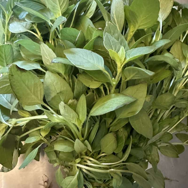 【精品】河南大叶荆芥产地直发现摘现发欢迎选购