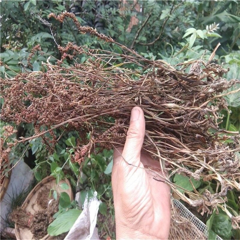 新货贵州盘龙参材紫花盘龙草猪鞭草绶草猪牙参干货