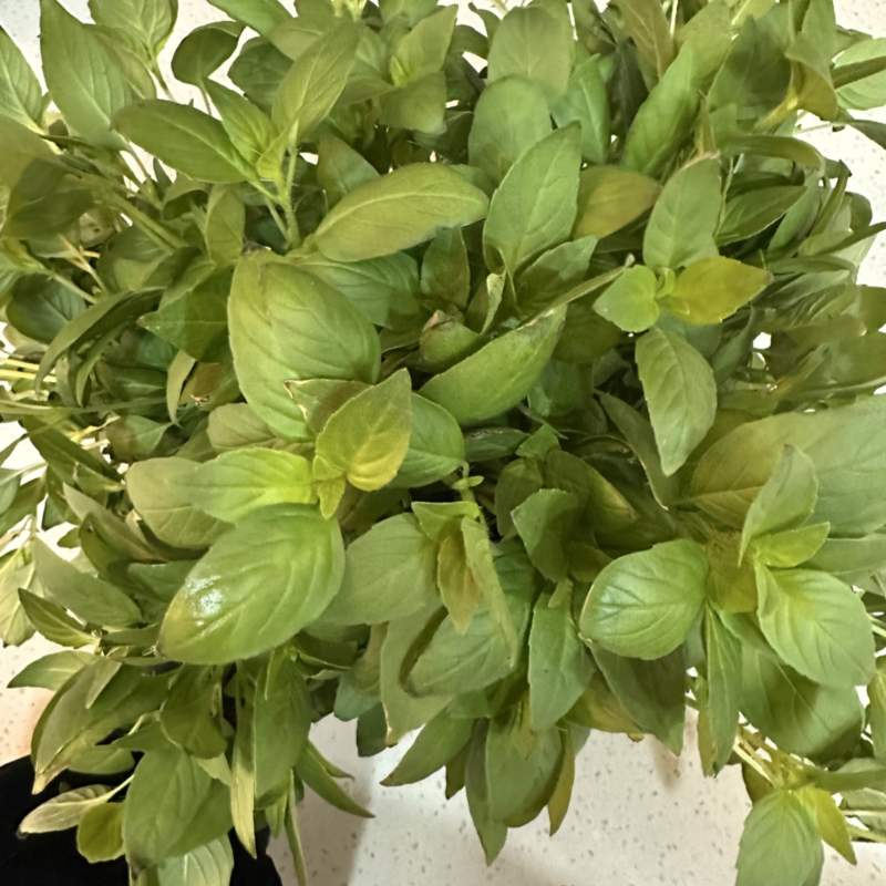 【诚信卖家】河南大叶荆芥基地供应大量有货量大从优