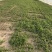 【诚信卖家】河南大叶荆芥基地供应大量有货量大从优