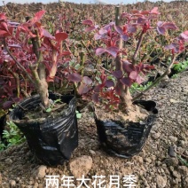 出售营养杯月季工程苗