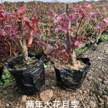 出售营养杯月季工程苗