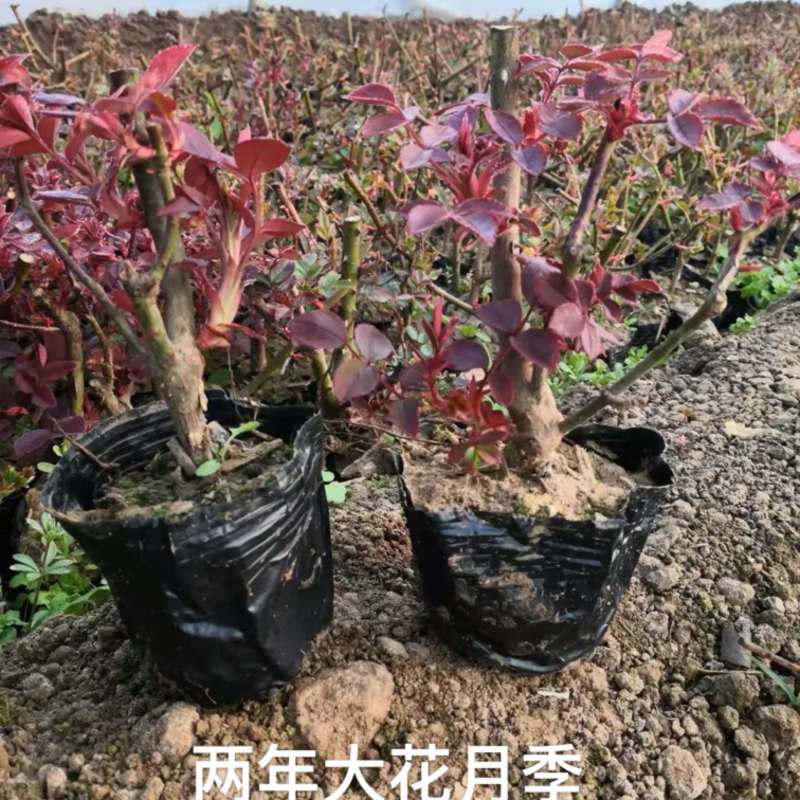 出售营养杯月季工程苗