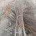 杏树苗，品种，丰园红，凯塔，