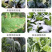 绿大衣防冻剂含氨基酸水溶肥果树苗木盆栽鲜花草莓白菜防冻剂