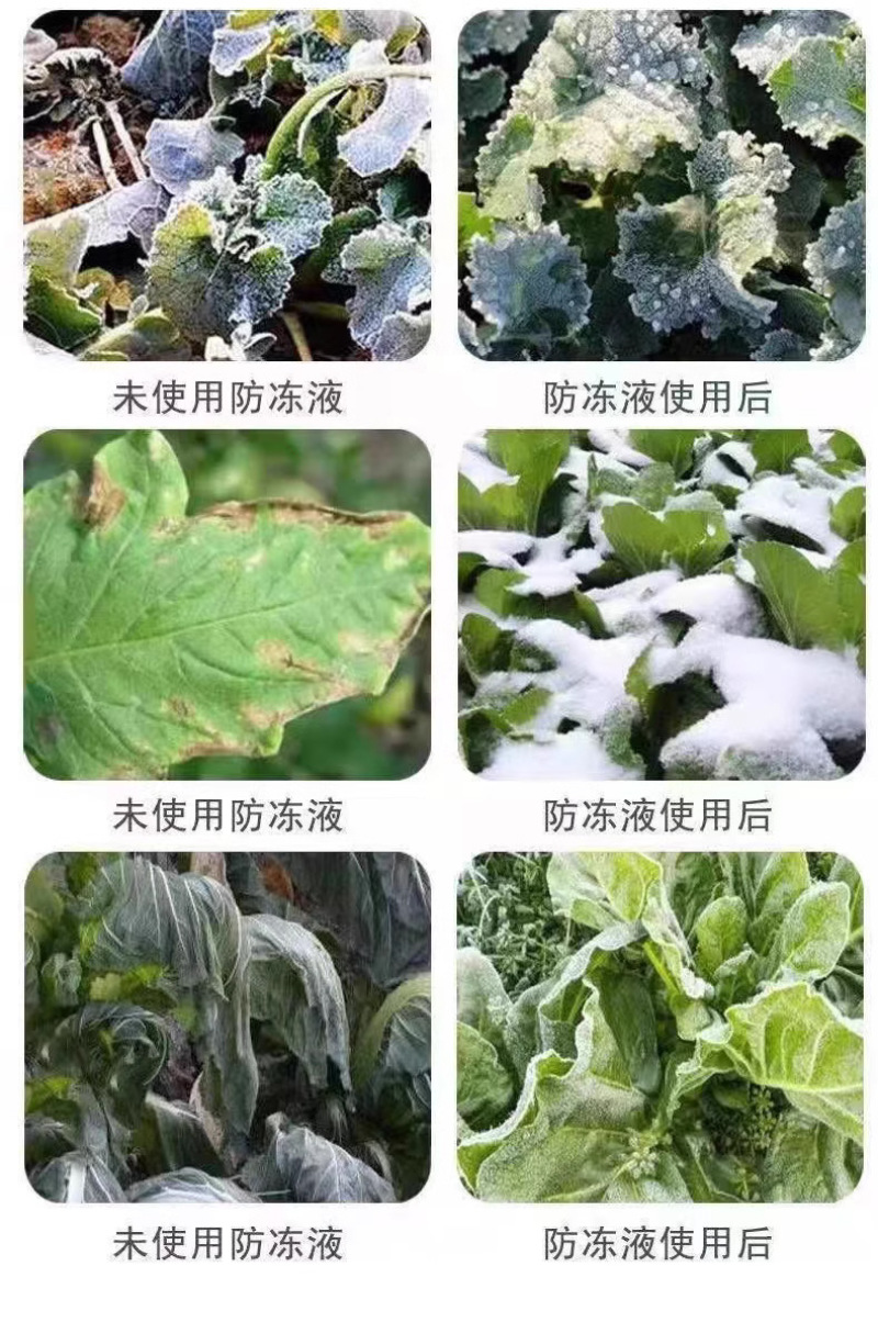 绿大衣防冻剂含氨基酸水溶肥果树苗木盆栽鲜花草莓白菜防冻剂