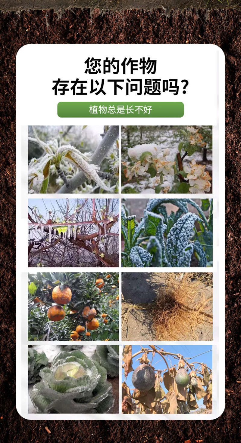 绿大衣防冻剂含氨基酸水溶肥果树苗木盆栽鲜花草莓白菜防冻剂
