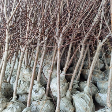 山楂树，