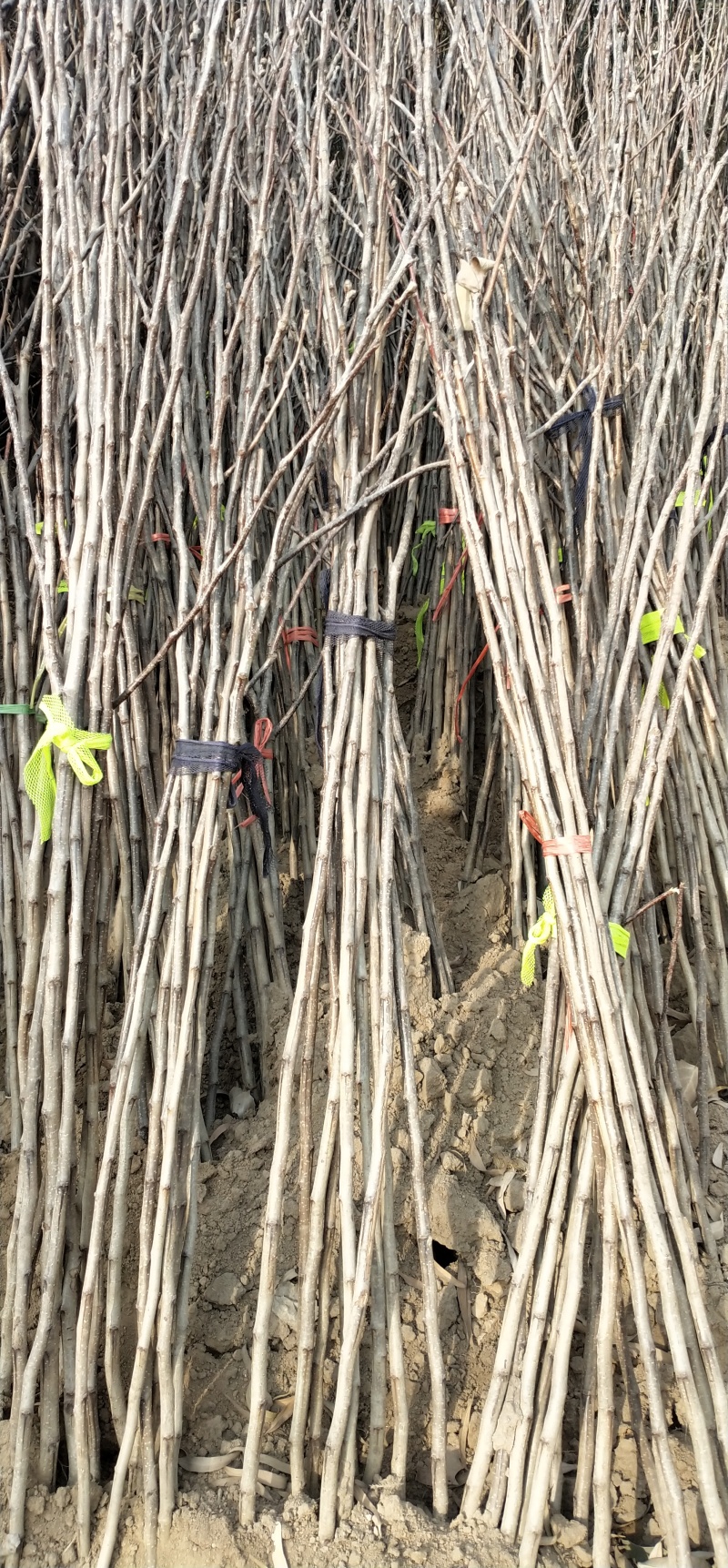 山楂树，