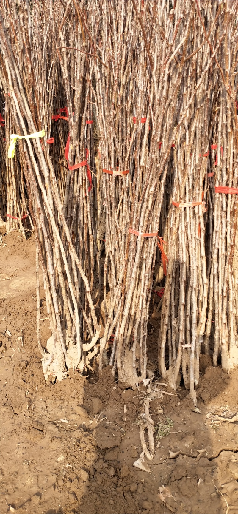 山楂树，