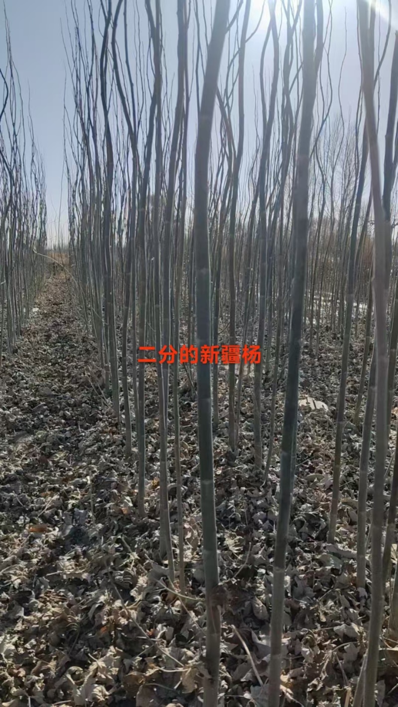 新疆杨