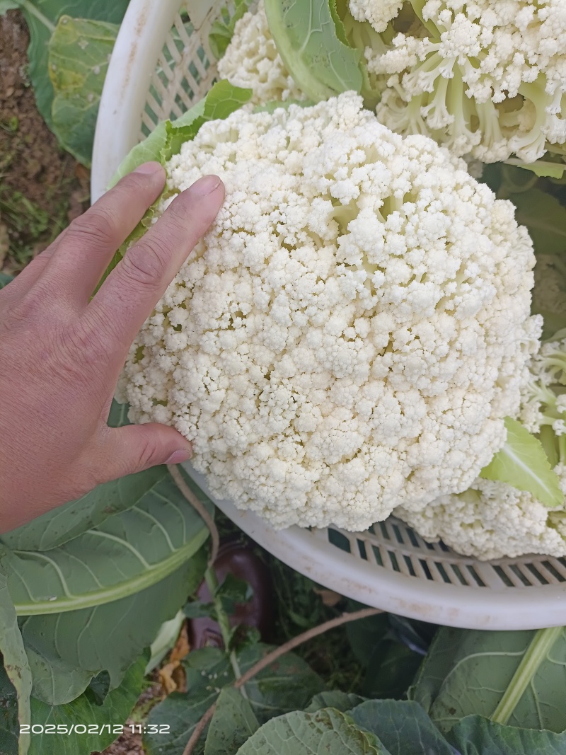 有机花大量上市，视频看货，基地直发