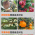 锐护涂树宝叶面肥果树涂杆有机水溶肥料果树补充营养预防病害