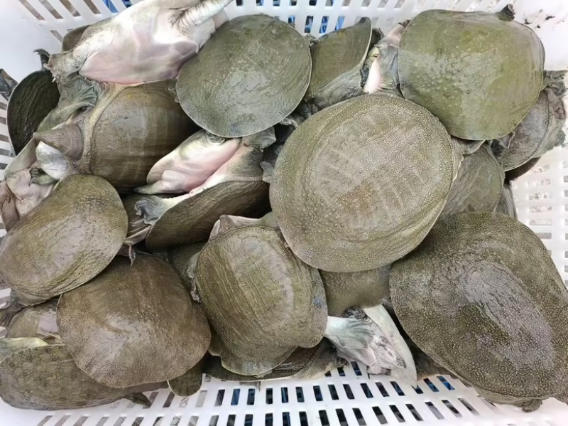 湖南厂家直供卤甲鱼生胚供应预制菜供应质量保证