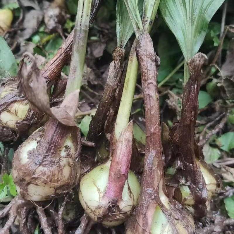 药材种苗毛慈菇苗慈姑苗根系发达成活率高价格实惠