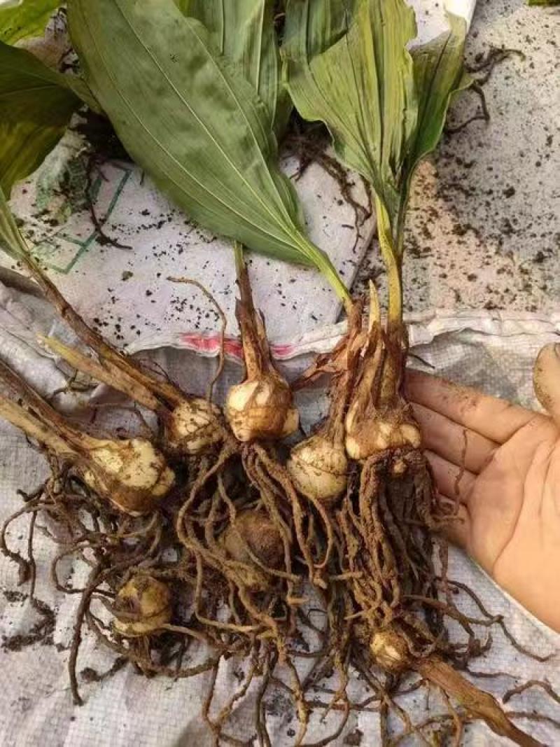 药材种苗毛慈菇苗慈姑苗根系发达成活率高价格实惠