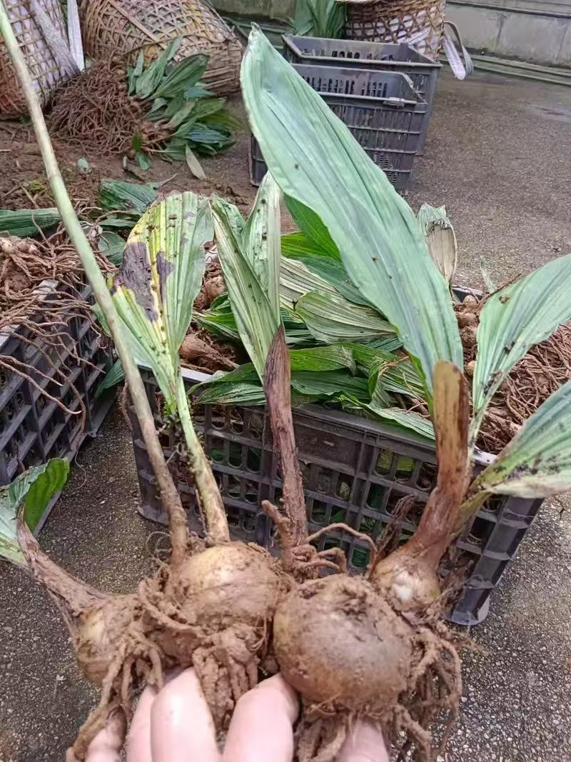 药材种苗毛慈菇苗慈姑苗根系发达成活率高价格实惠