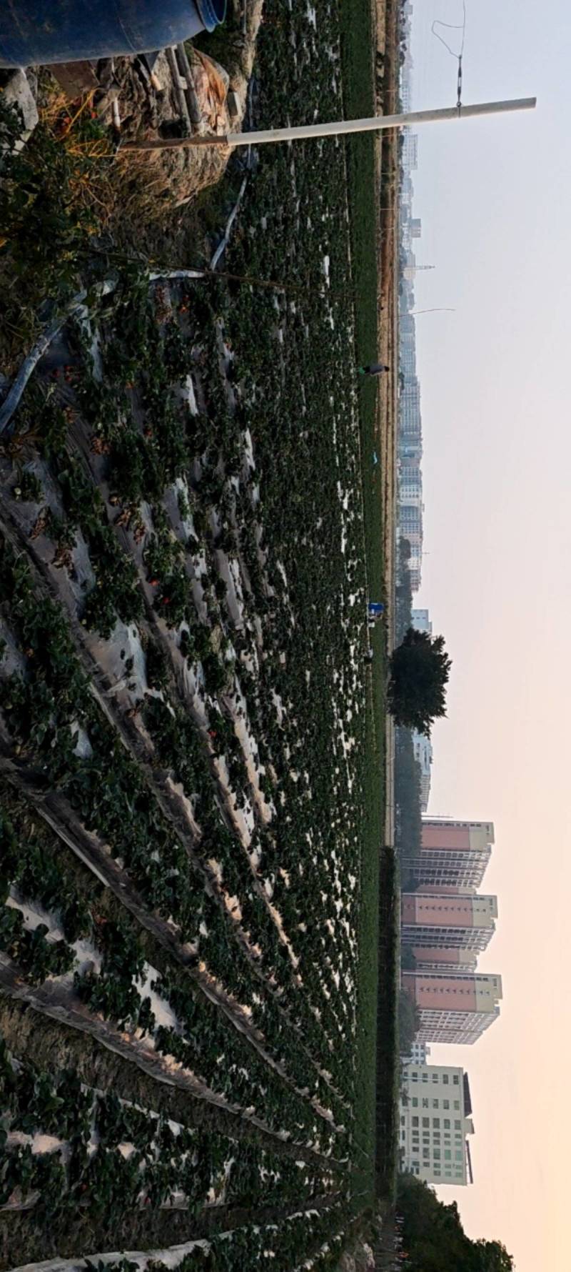 转让汕头潮南安达草莓采摘园10亩地，碧桂园旁，珠宝城门口