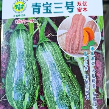 南瓜种子青宝三号双优蜜本老嫩瓜兼用嫩瓜脆甜老瓜粉甜