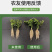 锐护活菌矿源黄腐酸钾水溶肥果蔬生根肥袋装复合肥叶面肥料