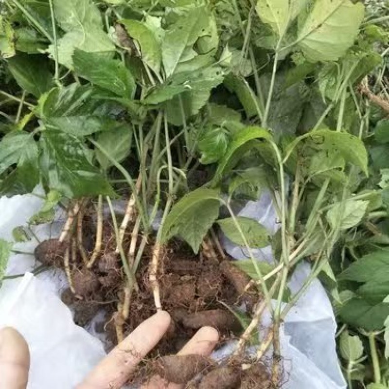 三叶青苗中药材苗育苗基地直发价格实惠可视频看货