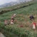 白皮大蒜2025年云南大理新鲜多瓣蒜整个批发产地直发