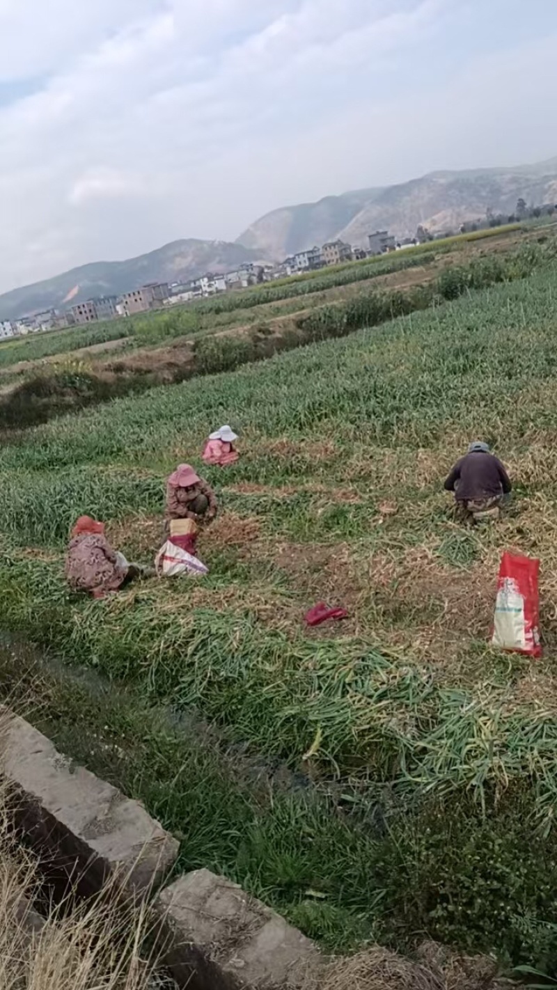 白皮大蒜2025年云南大理新鲜多瓣蒜整个批发产地直发