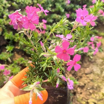 芝樱
