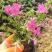 芝樱