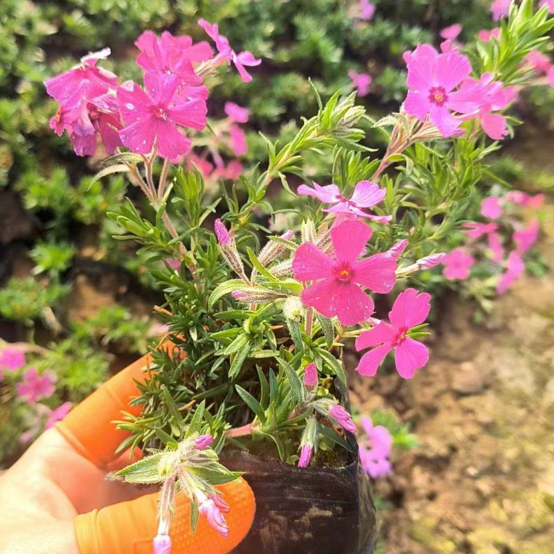 芝樱