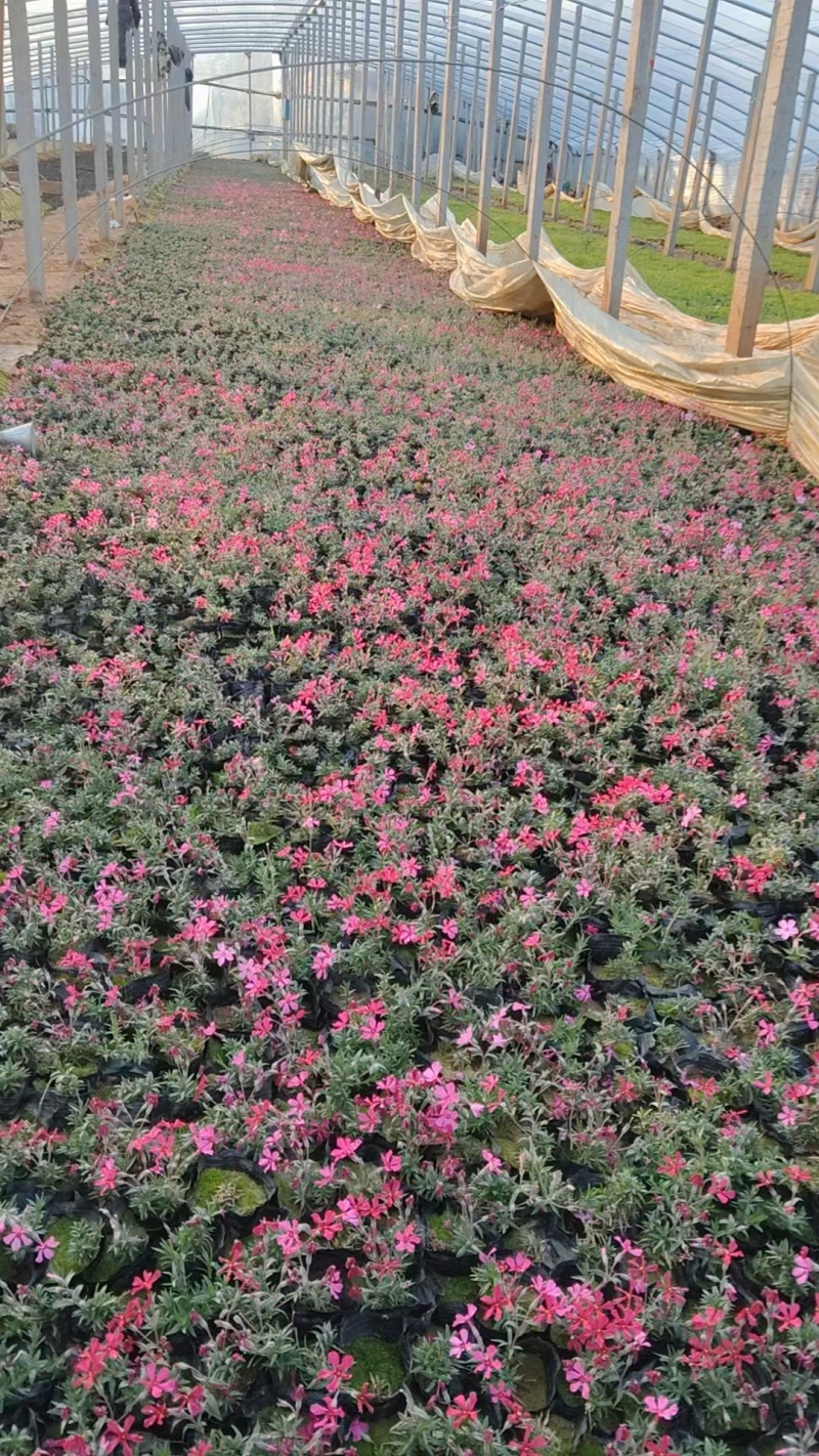 芝樱