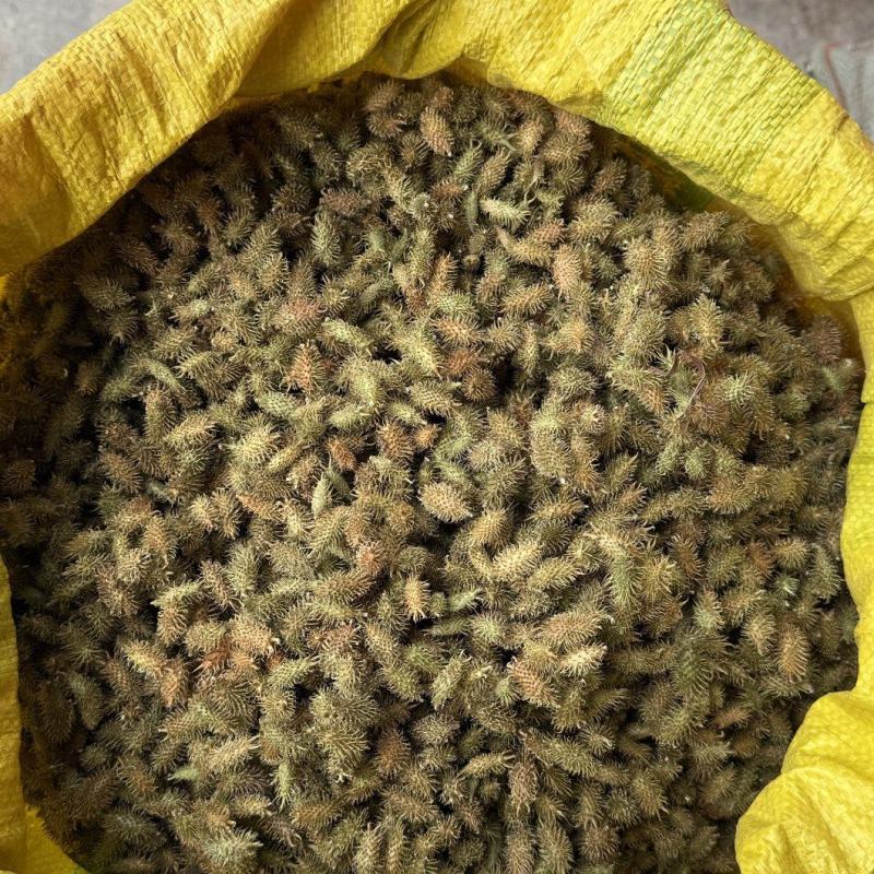 精品苍耳子，产地直发，价格可谈，保质保量，欢迎来电