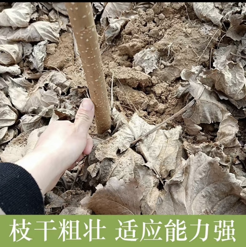 107杨树苗
