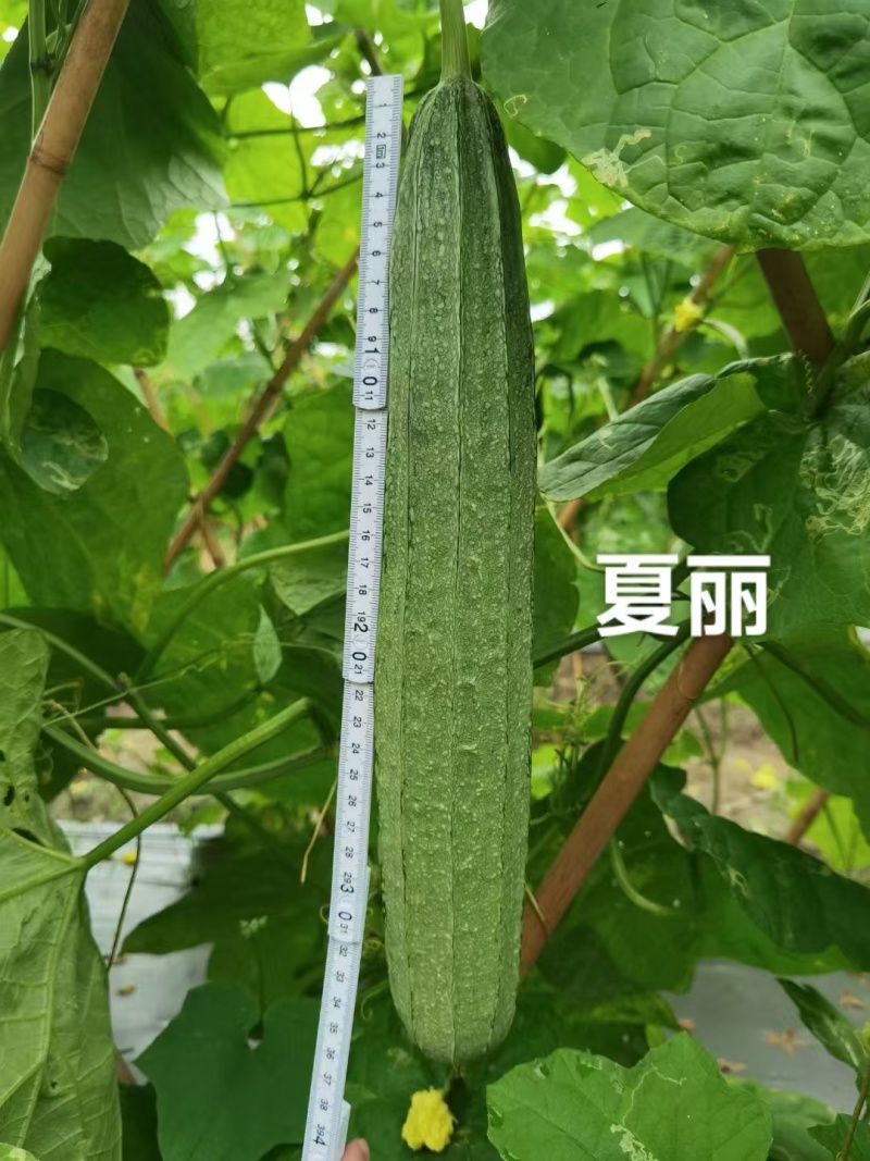 华农大大花点丝瓜种子夏丽肉丝瓜种子耐热夏秋季大肉花点丝瓜