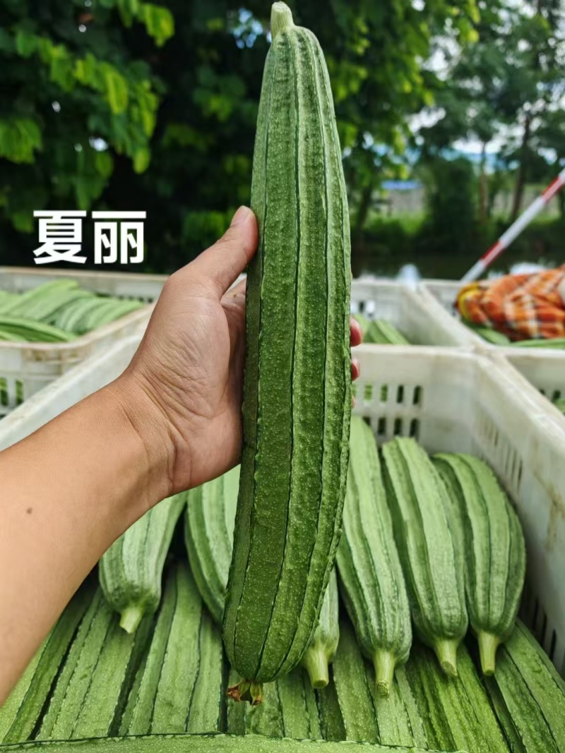华农大大花点丝瓜种子夏丽肉丝瓜种子耐热夏秋季大肉花点丝瓜