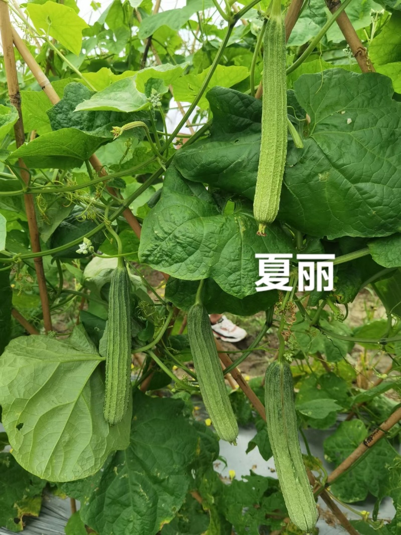 华农大大花点丝瓜种子夏丽肉丝瓜种子耐热夏秋季大肉花点丝瓜