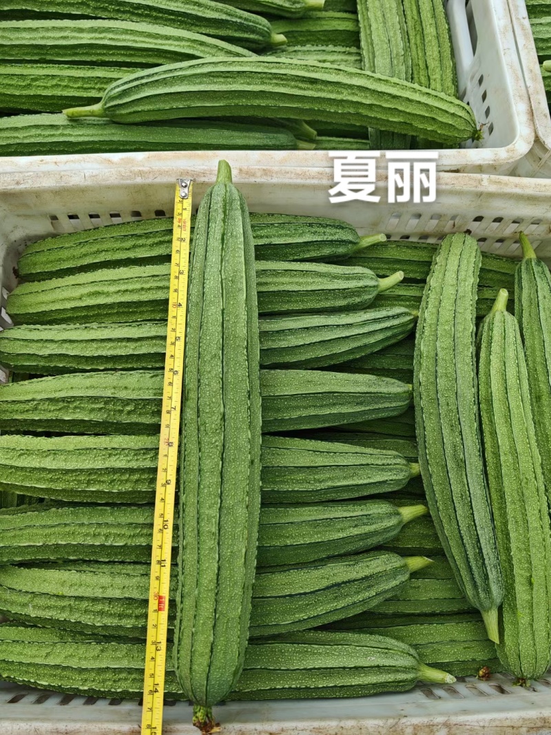 华农大大花点丝瓜种子夏丽肉丝瓜种子耐热夏秋季大肉花点丝瓜