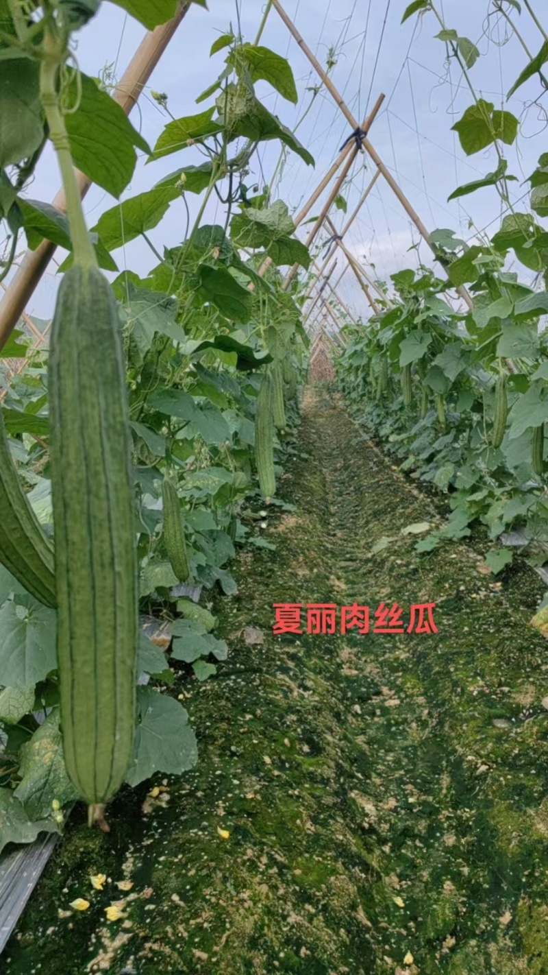 华农大大花点丝瓜种子夏丽肉丝瓜种子耐热夏秋季大肉花点丝瓜
